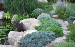 Blue Star Juniper - 3 Gallon Pot -Stylish Garden Plant Store Juniper Blue Star 14