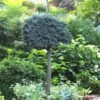 Blue Star Juniper Tree (Single Trunk Topiary) - 2 Gallon Pot -Stylish Garden Plant Store Juniper Blue Star Standard Topiary 1