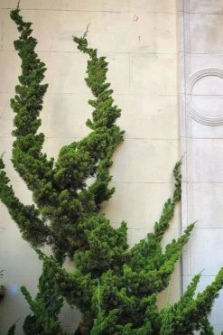 Hollywood Torulosa Juniper - 3 Gallon Pot -Stylish Garden Plant Store Juniper Hollywood 12