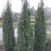 Skyrocket Columnar Juniper - 6 Pack Of 1 Gallon Pots 1 Skyrocket Columnar Juniper - 6 Pack Of 1 Gallon Pots -Stylish Garden Plant Store Juniper Skyrocket 1