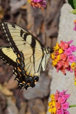 Sonset Hardy Lantana - 5 Pack Of Quart Pots -Stylish Garden Plant Store Lantana Sonset 25