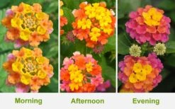Sonset Hardy Lantana - 5 Pack Of Quart Pots -Stylish Garden Plant Store Lantana Sonset 26