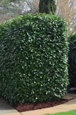 Schip Laurel (Prunus Laurocersasus 'Schipkaensis') - 2 Gallon Pot 11 Schip Laurel (Prunus Laurocersasus 'Schipkaensis') - 2 Gallon Pot -Stylish Garden Plant Store Laurel Schip 2