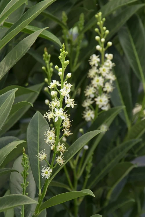 Schip Laurel (Prunus Laurocersasus 'Schipkaensis') - 2 Gallon Pot 8 Schip Laurel (Prunus Laurocersasus 'Schipkaensis') - 2 Gallon Pot - Image 6