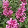 Bloomerang Dwarf Pink Lilac - 5 Pack Of Quart Pots 2 Bloomerang Dwarf Pink Lilac - 5 Pack Of Quart Pots -Stylish Garden Plant Store Lilac Bloomerang Dwarf Pink 1