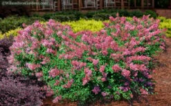 Bloomerang Dwarf Pink Lilac - 5 Pack Of Quart Pots -Stylish Garden Plant Store Lilac Bloomerang Dwarf Pink 2