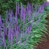 Big Blue Liriope (Lily Turf) - 1 Gallon Pot -Stylish Garden Plant Store Liriope Big Blue 14 1