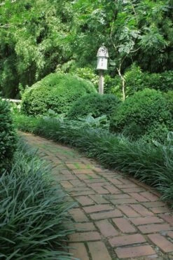 Emerald Goddess Liriope (Lilyturf) - 6-Pack Of 1 Gallon Pots -Stylish Garden Plant Store Liriope Emerald Goddess 2