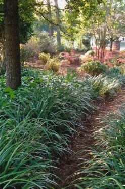 Emerald Goddess Liriope (Lilyturf) - 1 Gallon Pot -Stylish Garden Plant Store Liriope Emerald Goddess 500x750 2