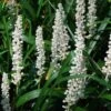Monroe's White Liriope (Lilyturf) - 6 Pack Of 1 Gallon Pots -Stylish Garden Plant Store Liriope Monroe White 10