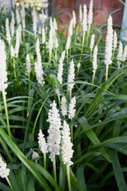 Monroe's White Liriope (Lilyturf) - 6 Pack Of 1 Gallon Pots -Stylish Garden Plant Store Liriope Monroes White 500x750 1