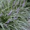 Silvery Sunproof Variegated Liriope - Lilyturf - 6 Pack Of 1 Gallon Pots -Stylish Garden Plant Store Liriope Silvery Sunproof 13