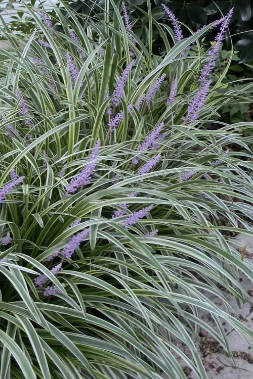 Silvery Sunproof Variegated Liriope - Lilyturf - 6 Pack Of 1 Gallon Pots 3 Silvery Sunproof Variegated Liriope - Lilyturf - 6 Pack Of 1 Gallon Pots