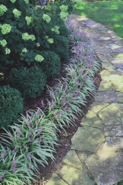 Silvery Sunproof Variegated Liriope - Lilyturf - 6 Pack Of 1 Gallon Pots 9 Silvery Sunproof Variegated Liriope - Lilyturf - 6 Pack Of 1 Gallon Pots -Stylish Garden Plant Store Liriope Silvery Sunproof 15