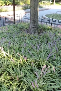 Variegated Liriope (Monkey Grass / Lilyturf) - 1 Gallon Pot -Stylish Garden Plant Store Liriope Variegata 6