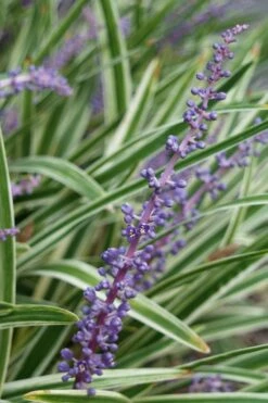 Variegated Liriope - Lilyturf - 72 Pack Of 3.5" Pint Pots -Stylish Garden Plant Store Liriope Variegata 7 1