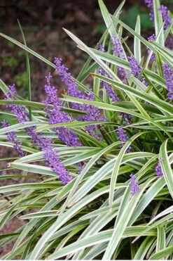 Variegated Liriope (Monkey Grass / Lilyturf) - 1 Gallon Pot -Stylish Garden Plant Store Liriope Variegated 15