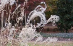 Bandwidth Dwarf Zebra Grass - 1 Gallon Pot -Stylish Garden Plant Store Little Zebra Grass 1 1