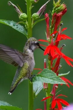 Starship Scarlet Bronze Cardinal Flower (Lobelia) - 1 Gallon Pot -Stylish Garden Plant Store Lobelia Cardinalis Cardinal Flower 1