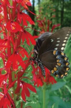 Starship Scarlet Bronze Cardinal Flower (Lobelia) - 1 Gallon Pot -Stylish Garden Plant Store Lobelia Cardinalis Cardinal Flower 4