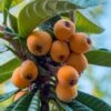 Loquat Tree - Eriobotrya Japonica - 3 Gallon Pot -Stylish Garden Plant Store Loquat 10 1