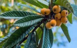 Loquat Tree (Eriobotrya Japonica) - 7 Gallon Pot (6-7') -Stylish Garden Plant Store Loquat 12