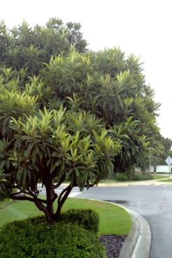 Loquat Tree - Eriobotrya Japonica - 3 Gallon Pot -Stylish Garden Plant Store Loquat Tree 500x750 2