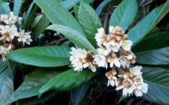 Loquat Tree (Eriobotrya Japonica) - 7 Gallon Pot (6-7') -Stylish Garden Plant Store Loquat Tree Flowers