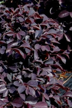 Carolina Midnight Loropetalum - 6 Pack Of 1 Gallon Pots -Stylish Garden Plant Store Loropetalum Carolina Midnight 10