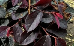 Carolina Midnight Loropetalum - 6 Pack Of 1 Gallon Pots -Stylish Garden Plant Store Loropetalum Carolina Midnight Leaves