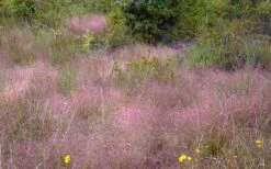 Purple Lovegrass - Eragrostis Spectabilis - 6 Pack Of 1 Gallon Pots -Stylish Garden Plant Store Lovegrass Purple