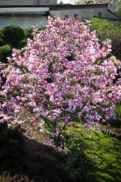 Betty Magnolia Tulip Tree - 1 Gallon Pot -Stylish Garden Plant Store Magnolia Betty 7