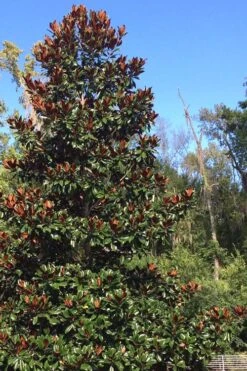 Brackens Brown Beauty Magnolia - 7 Gallon Pot (5-6') -Stylish Garden Plant Store Magnolia Bracken Brown Beauty 500x750 1