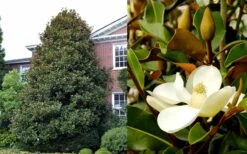 Brackens Brown Beauty Magnolia - 5 Gallon Pot -Stylish Garden Plant Store Magnolia Brackens Brown Beauty 1 3