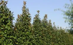 Brackens Brown Beauty Magnolia - 7 Gallon Pot (4-5') 15 Brackens Brown Beauty Magnolia - 7 Gallon Pot (4-5') -Stylish Garden Plant Store Magnolia Brackens Brown Beauty 6 5