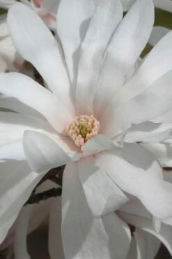 Centennial Star Magnolia - 1 Gallon Pot -Stylish Garden Plant Store Magnolia Centennial 11 1