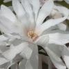 Centennial Star Magnolia - 1 Gallon Pot -Stylish Garden Plant Store Magnolia Centennial 12 1
