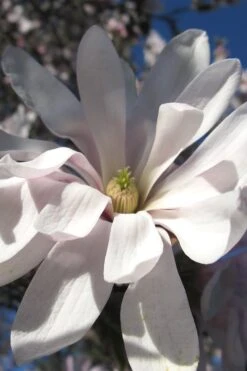 Centennial Star Magnolia - 3 Gallon Pot 17 Centennial Star Magnolia - 3 Gallon Pot -Stylish Garden Plant Store Magnolia Centennial 13