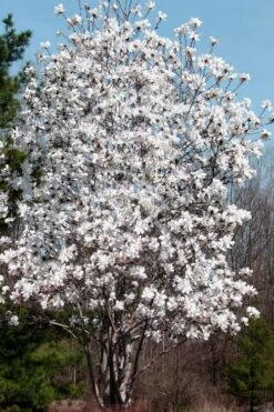 Centennial Star Magnolia - 3 Gallon Pot 13 Centennial Star Magnolia - 3 Gallon Pot -Stylish Garden Plant Store Magnolia Centennial 19