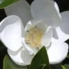 Claudia Wannamaker Southern Magnolia - 3 Gallon Pot -Stylish Garden Plant Store Magnolia Claudia Wannamaker 1