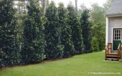 Claudia Wannamaker Southern Magnolia - 3 Gallon Pot -Stylish Garden Plant Store Magnolia Claudia Wannamaker 2