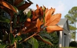Claudia Wannamaker Southern Magnolia - 7 Gallon Pot (4-5') -Stylish Garden Plant Store Magnolia Claudia Wannamaker 3 2