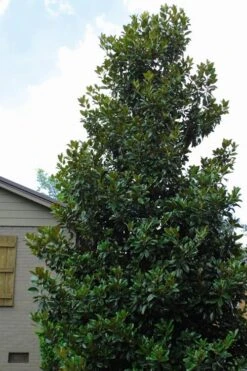 Claudia Wannamaker Southern Magnolia - 7 Gallon Pot (4-5') -Stylish Garden Plant Store Magnolia Claudia Wannamaker 4 2