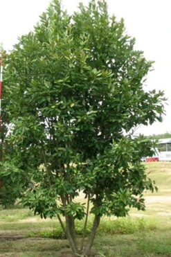 Moonglow Sweetbay Magnolia Tree (Magnolia Virginiana 'Jim Wilson') - 7 Gallon Pot (5-6') -Stylish Garden Plant Store Magnolia Moonglow Sweetbay 6