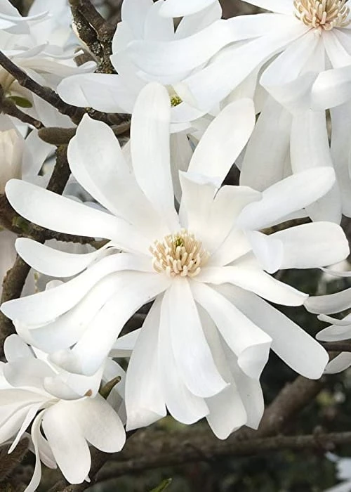 Royal Star Magnolia - 2 Gallon Pot 9 Royal Star Magnolia - 2 Gallon Pot - Image 7