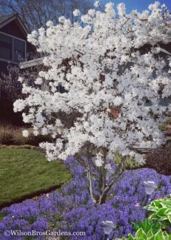 Royal Star Magnolia - 2 Gallon Pot 12 Royal Star Magnolia - 2 Gallon Pot -Stylish Garden Plant Store Magnolia Royal Star 12