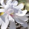 Royal Star Magnolia - 3 Gallon Pot 2 Royal Star Magnolia - 3 Gallon Pot -Stylish Garden Plant Store Magnolia Royal Star 13 1