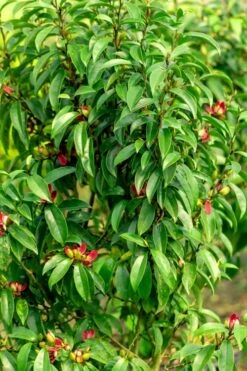 Stellar Ruby Magnolia X Figo (Banana Shrub Hybrid) - 7 Gallon Pot (4-5') -Stylish Garden Plant Store Magnolia Stellar Ruby 4