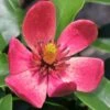Stellar Ruby Magnolia X Figo (Banana Shrub Hybrid) - 7 Gallon Pot (4-5') 1 Stellar Ruby Magnolia X Figo (Banana Shrub Hybrid) - 7 Gallon Pot (4-5') -Stylish Garden Plant Store Magnolia Stellar Ruby 5