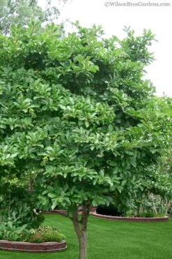 Royal Star Magnolia - 1 Gallon Pot -Stylish Garden Plant Store Magnolia Stellata 1 4